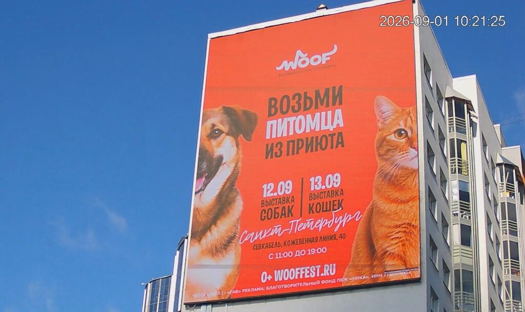 90 животных нашли дом за один фестиваль: WOOF