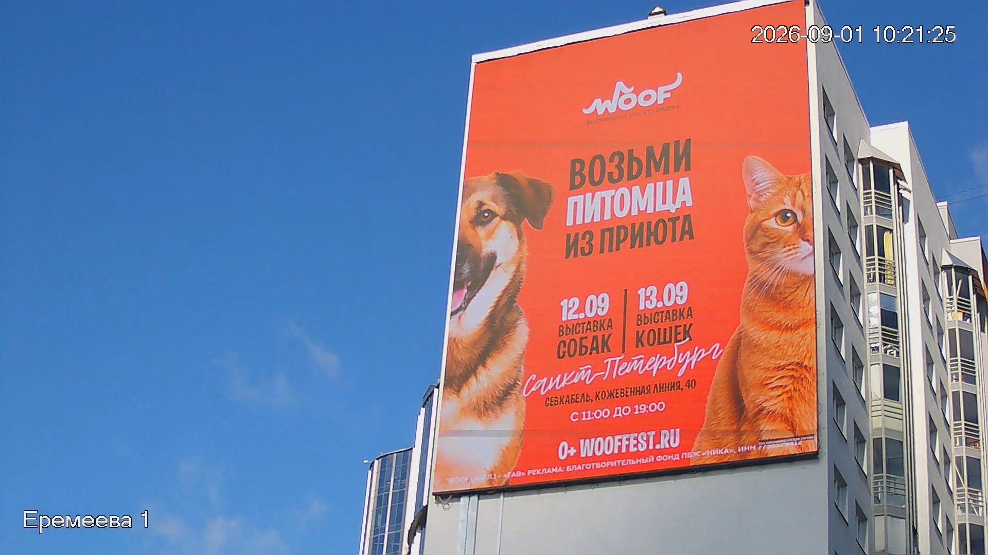 90 животных нашли дом за один фестиваль: WOOF